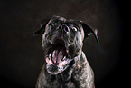 Bullmastiff-Bulldogge