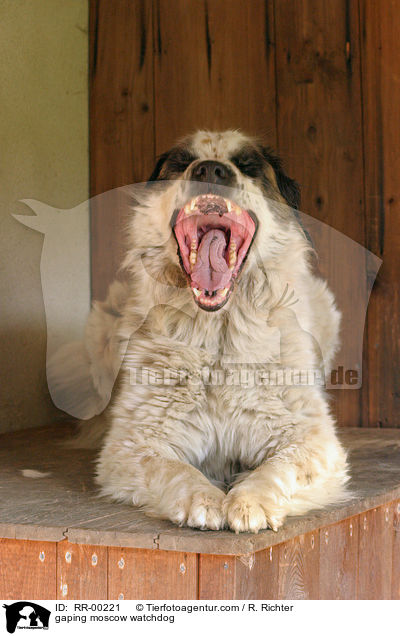 gaping moscow watchdog / RR-00221