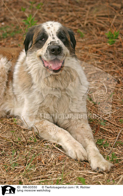 liegender Moskauer Wachhund / lying moscow watchdog / RR-00550
