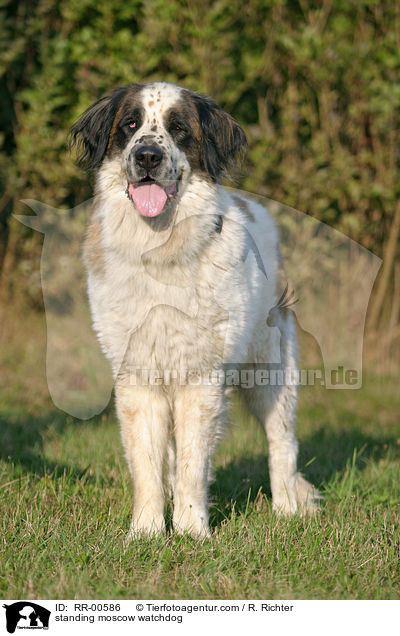 stehender Moskauer Wachhund / standing moscow watchdog / RR-00586