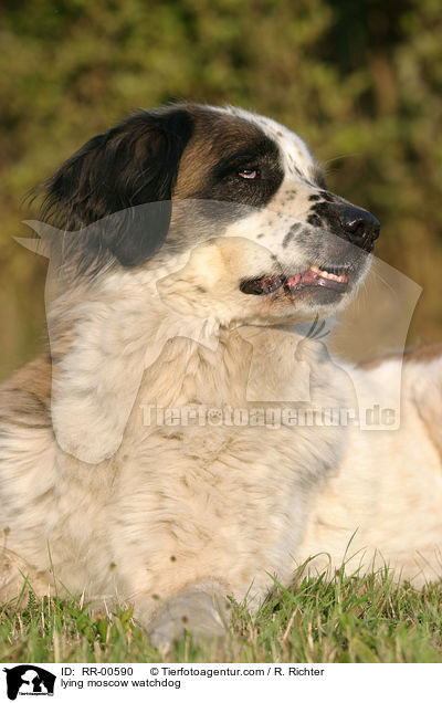 liegender Moskauer Wachhund / lying moscow watchdog / RR-00590