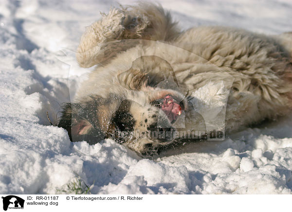 wlzender Hund / wallowing dog / RR-01187