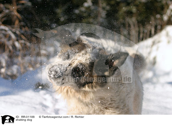 Hund schttelt sich / shaking dog / RR-01188