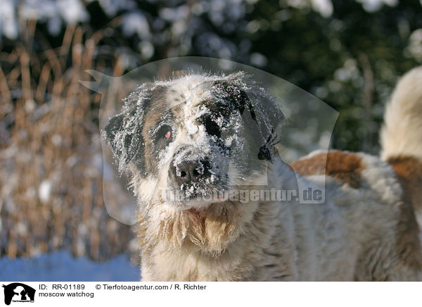 Moskauer Wachhund / moscow watchog / RR-01189