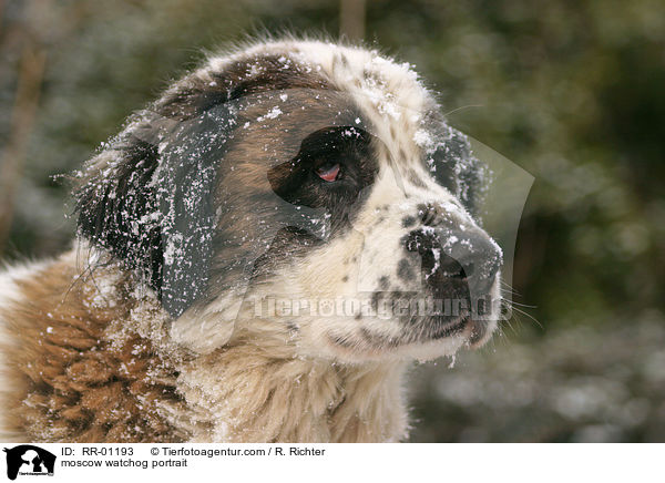 Moskauer Wachhund Portrait / moscow watchog portrait / RR-01193