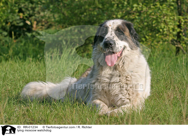 liegender Moskauer Wachhund / lying moscow watchdog / RR-01234