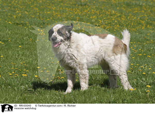Moskauer Wachhund / moscow watchdog / RR-00040