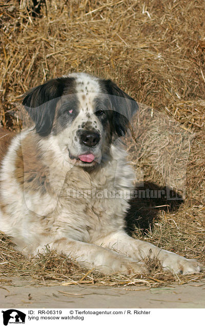 liegender Moskauer Wachhund / lying moscow watchdog / RR-06319
