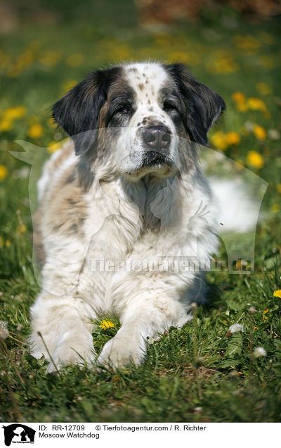 Moskauer Wachhund / Moscow Watchdog / RR-12709