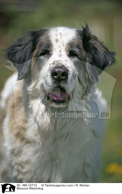 Moskauer Wachhund / Moscow Watchdog / RR-12710