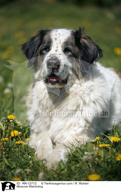 Moskauer Wachhund / Moscow Watchdog / RR-12712