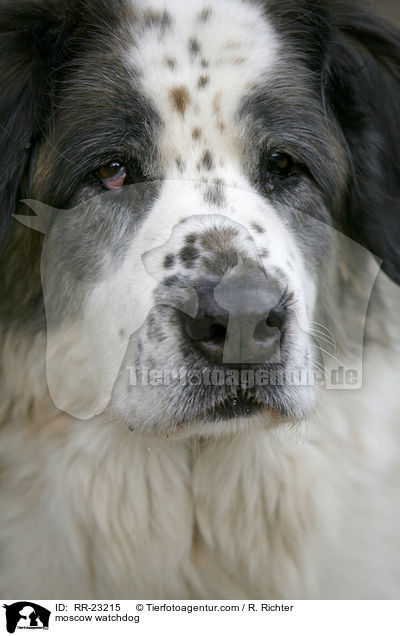 Moskauer Wachhund / moscow watchdog / RR-23215