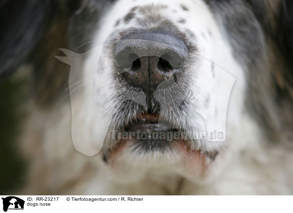 Hundenase / dogs nose / RR-23217