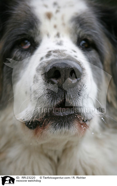 Moskauer Wachhund / moscow watchdog / RR-23220