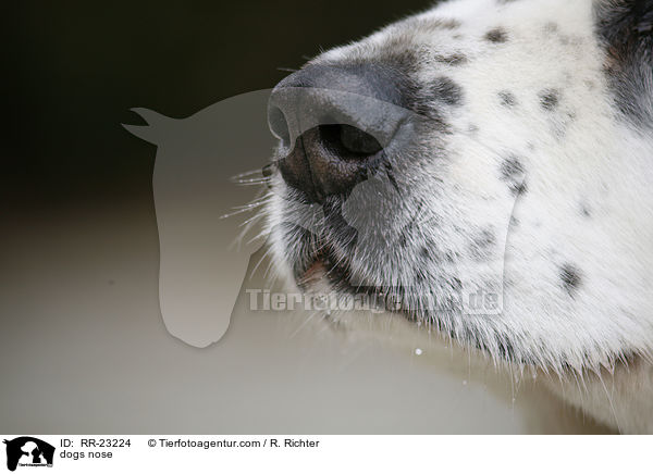 Hundenase / dogs nose / RR-23224