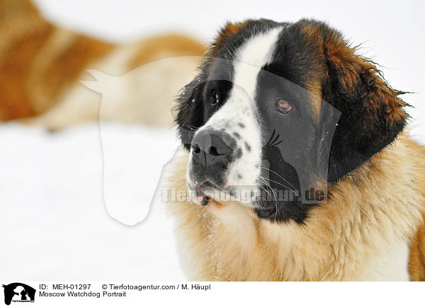 Moskauer Wachhund Portrait / Moscow Watchdog Portrait / MEH-01297