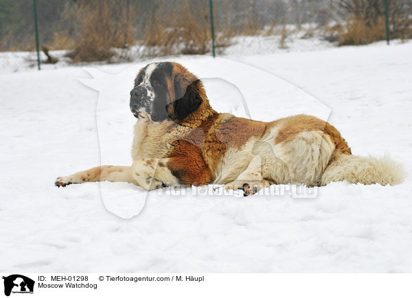 Moskauer Wachhund / Moscow Watchdog / MEH-01298