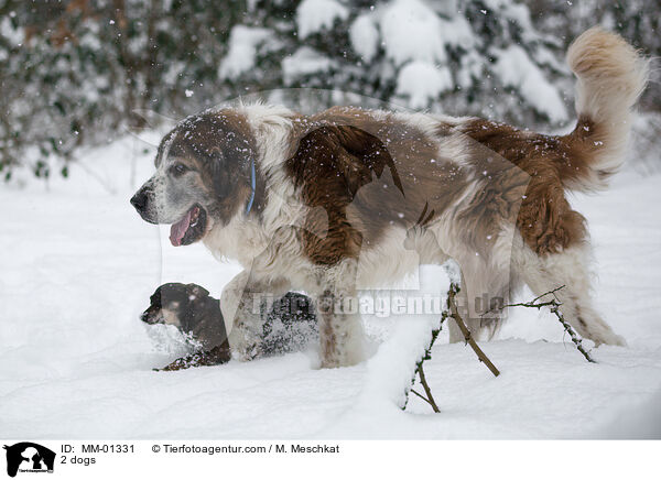 2 dogs / MM-01331