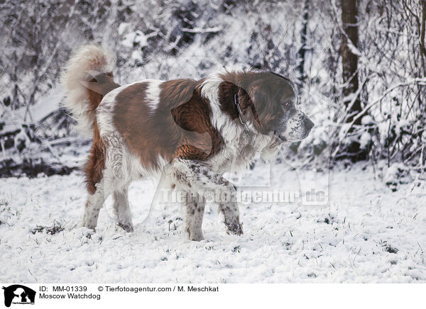 Moskauer Wachhund / Moscow Watchdog / MM-01339