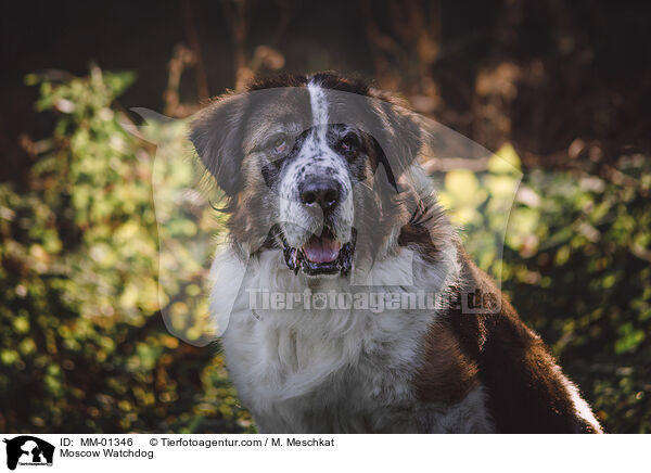 Moskauer Wachhund / Moscow Watchdog / MM-01346