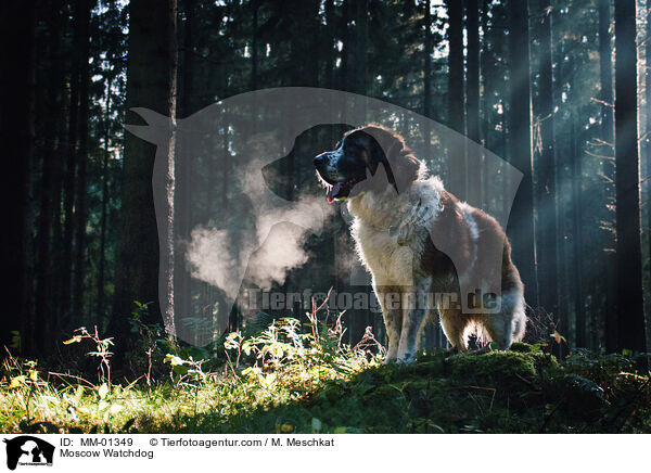 Moskauer Wachhund / Moscow Watchdog / MM-01349