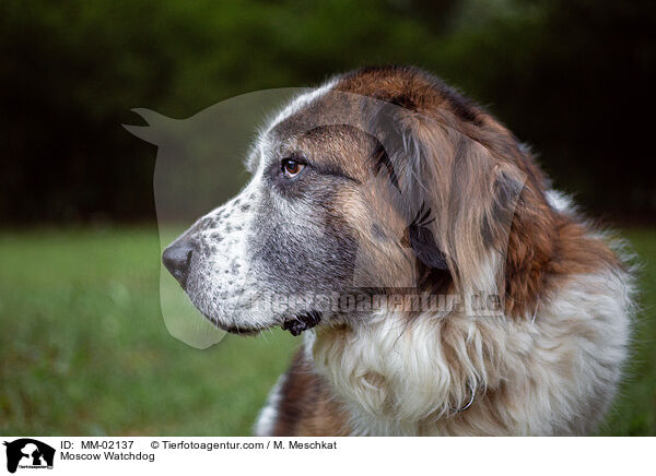 Moskauer Wachhund / Moscow Watchdog / MM-02137