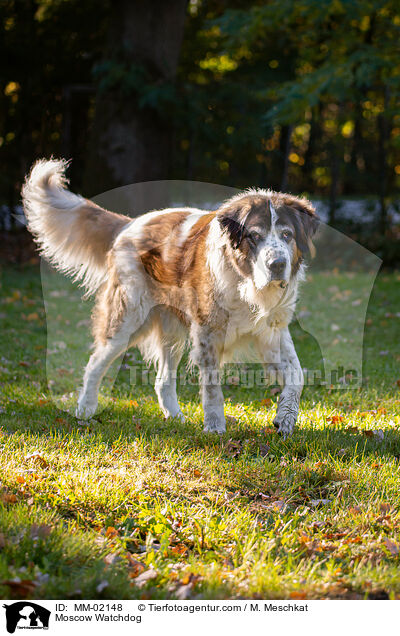 Moskauer Wachhund / Moscow Watchdog / MM-02148