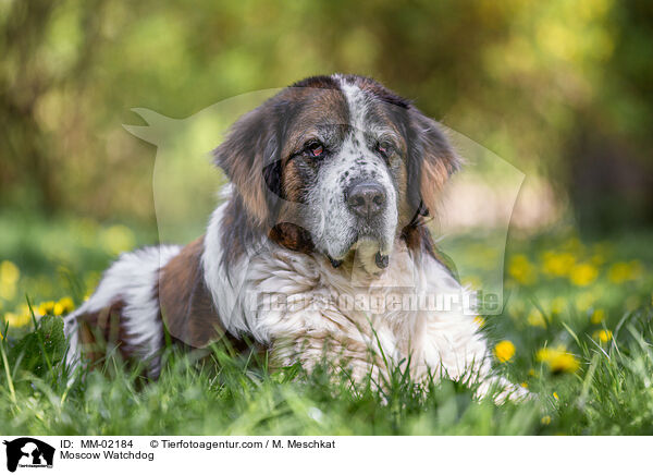 Moskauer Wachhund / Moscow Watchdog / MM-02184