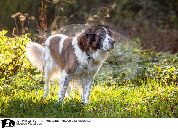 Moskauer Wachhund / Moscow Watchdog / MM-02199