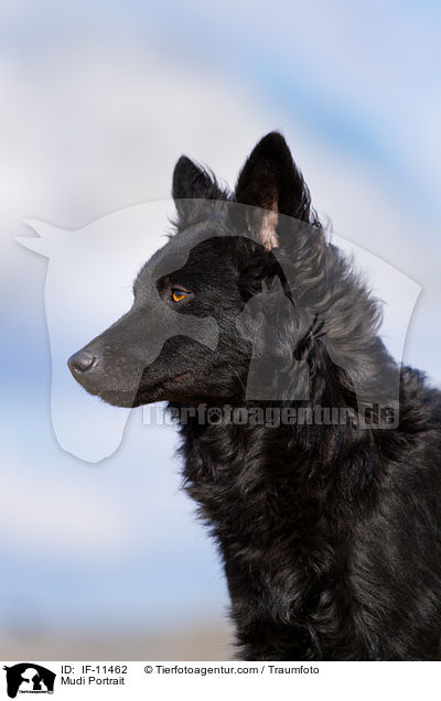 Mudi Portrait / IF-11462