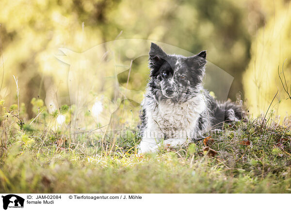 female Mudi / JAM-02084