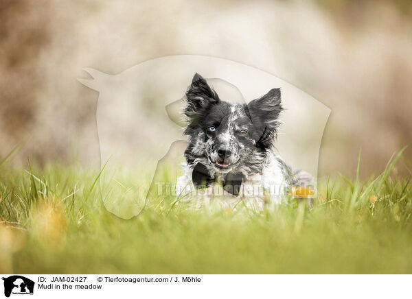 Mudi auf der Wiese / Mudi in the meadow / JAM-02427