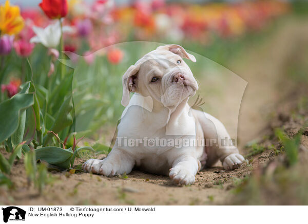 New English Bulldog Puppy / UM-01873