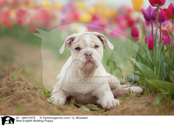 New English Bulldog Puppy / UM-01879