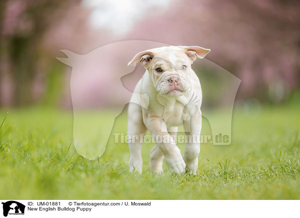 New English Bulldog Puppy / UM-01881