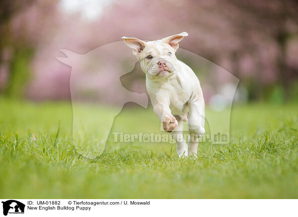 New English Bulldog Puppy / UM-01882