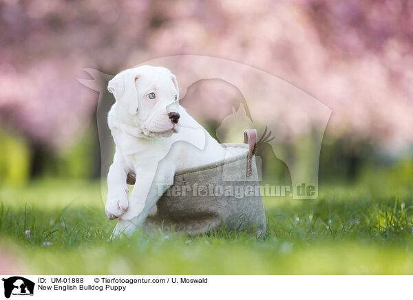 New English Bulldog Puppy / UM-01888