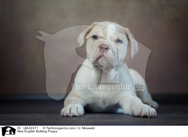 Neue Englische Bulldogge Welpe / New English Bulldog Puppy / UM-02471