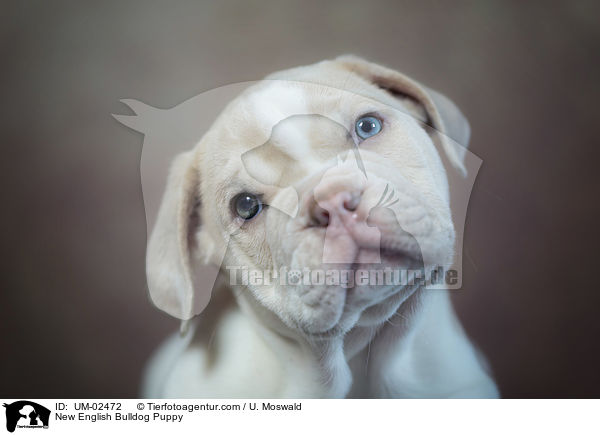 Neue Englische Bulldogge Welpe / New English Bulldog Puppy / UM-02472