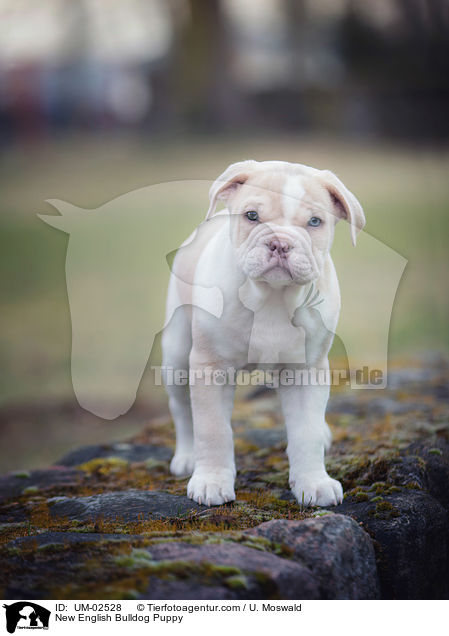 Neue Englische Bulldogge Welpe / New English Bulldog Puppy / UM-02528