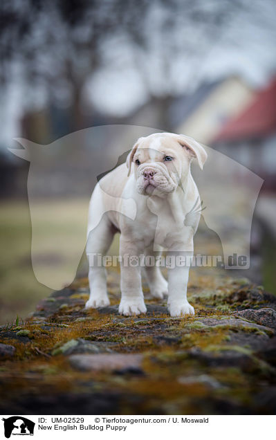 Neue Englische Bulldogge Welpe / New English Bulldog Puppy / UM-02529