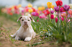 New English Bulldog Puppy