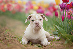 New English Bulldog Puppy