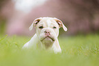 New English Bulldog Puppy