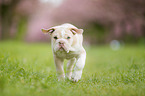 New English Bulldog Puppy