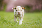New English Bulldog Puppy