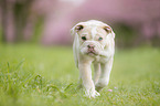 New English Bulldog Puppy