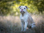 sitting New English Bulldog