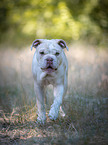 walking New English Bulldog