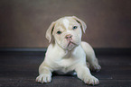 New English Bulldog Puppy